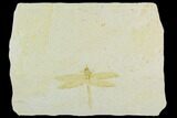 Fossil Dragonfly (Tharsophlebia) - Solnhofen Limestone #129245-1